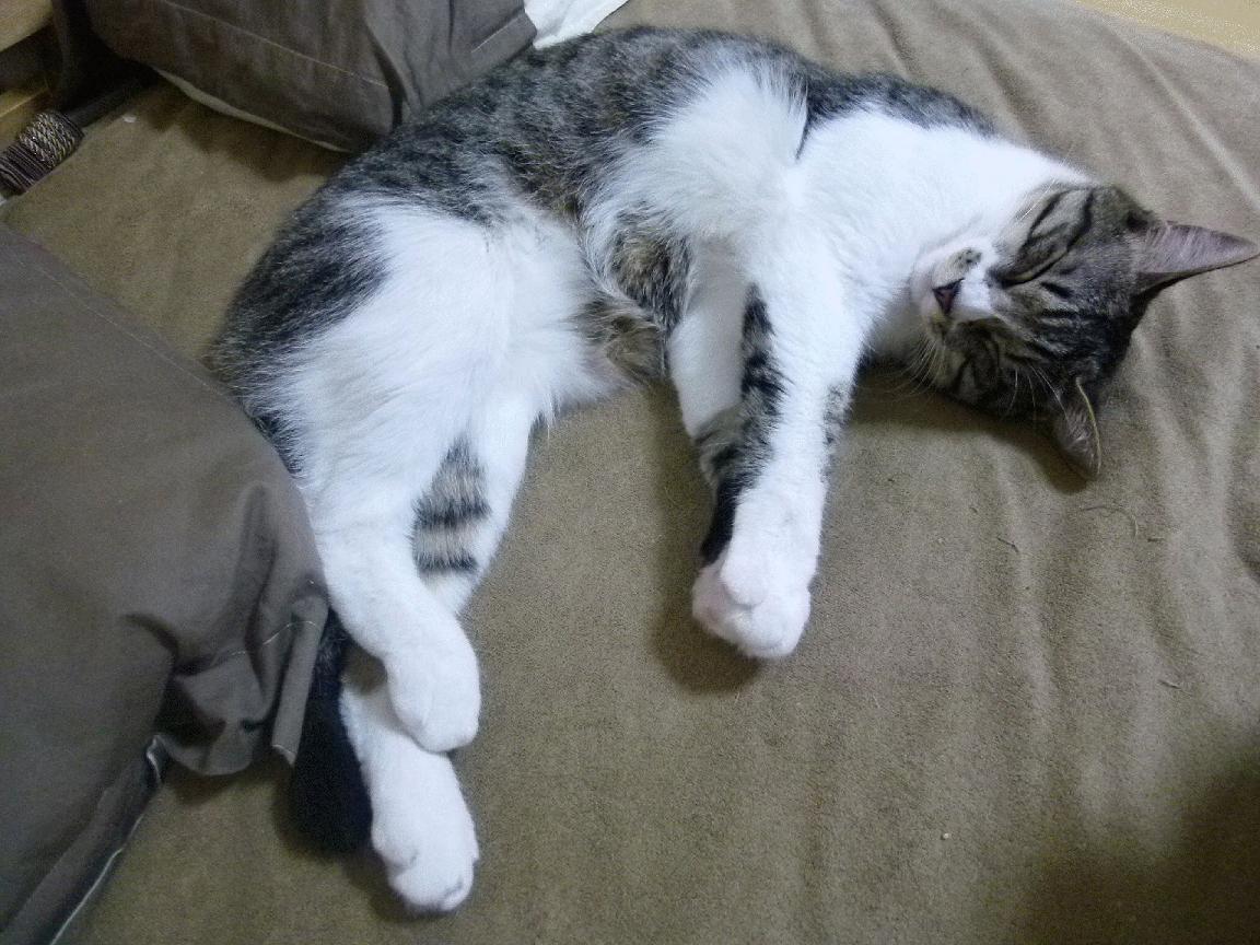 开云kaiyun-“法甲冠军争夺网再拉紧，悬念生死瞬间”，法甲夺冠概率