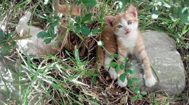开云体育链接-《王者荣耀荣耀之夜，高潮不断，王者归来》，荣耀王者之王者荣耀小说