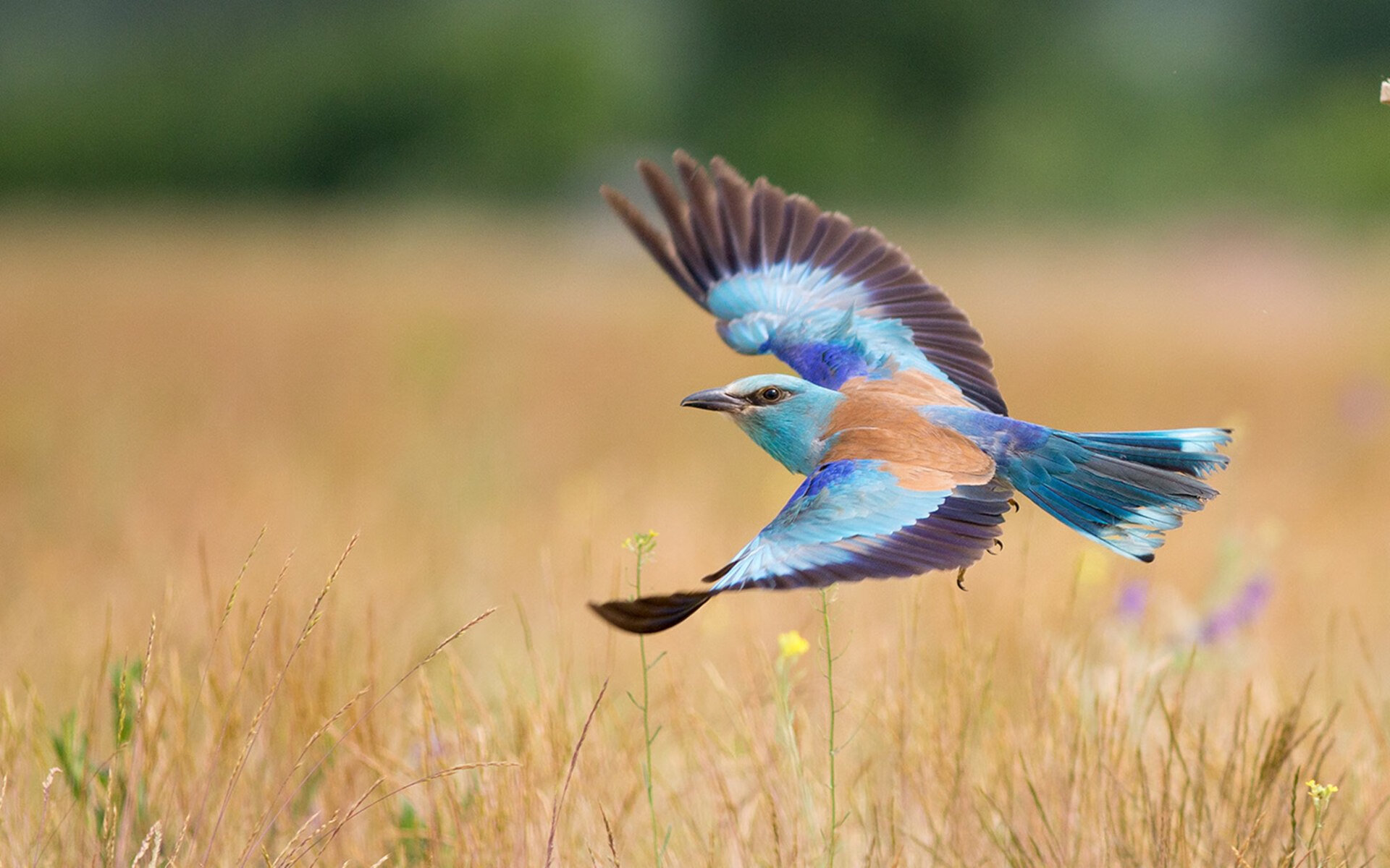 开云体育登入-异军突起：外援如何改变联盟格局？，外援 冲突